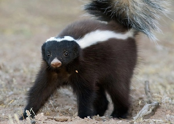 3. Тема "Чудеса природа". Сок какой овощной культуры считается единственным средством, помогающим избавиться от неприятного запаха, выделяемого скунсом?