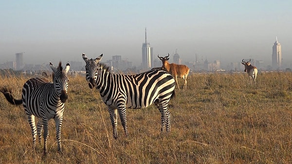 9. Если вы отправились на сафари-тур в Найроби, то в какой стране вы находитесь?