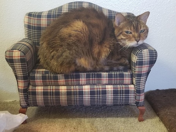 7. "Этот диванчик для кота я купила в комиссионном магазине"