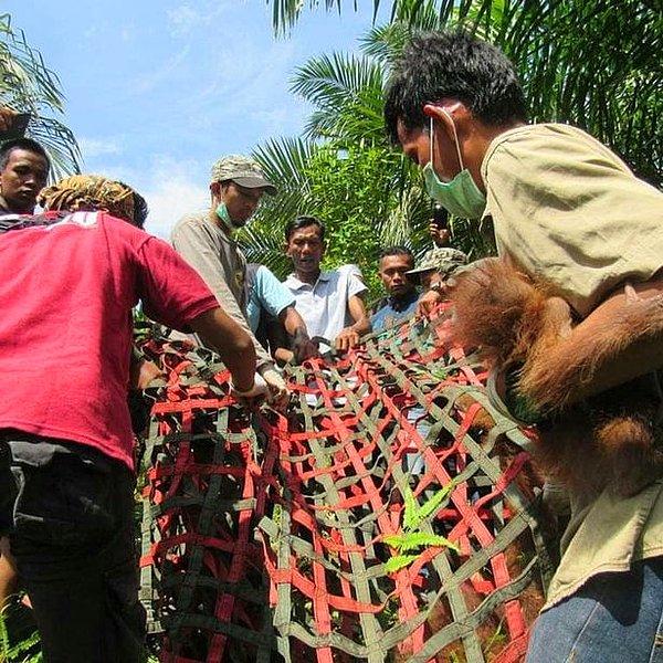 World Wildlife Fund isimli koruma grubunun verilerine göre Sumatra ve Borneo adalarında 111 bin civarında orangutan yaşıyor ve türleri yok olma tehlikesi ile karşı karşıya.