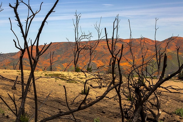 9. Цветущие маковые поля в контрасте с окрестностями озера Эльсинор, затронутыми большим пожаром в 2018 году. 15 марта