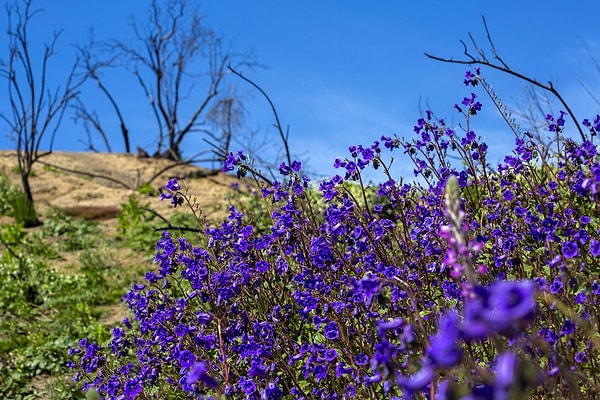 12. Соперники маков во время суперблума - колокольчики, которые получили название «Кентерберийские колокола». 15 марта