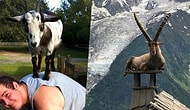 13 Photos Proving Goats Can Confidently Climb And Chill Anywhere!
