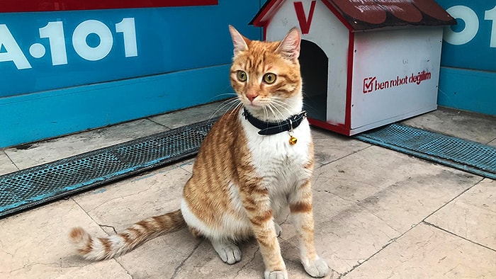 Sadece Erkeklere ve Köpeklere Saldırarak Fenomen Olan Kedinin Artık Bir Yuvası ve Adı Var: Bıcır