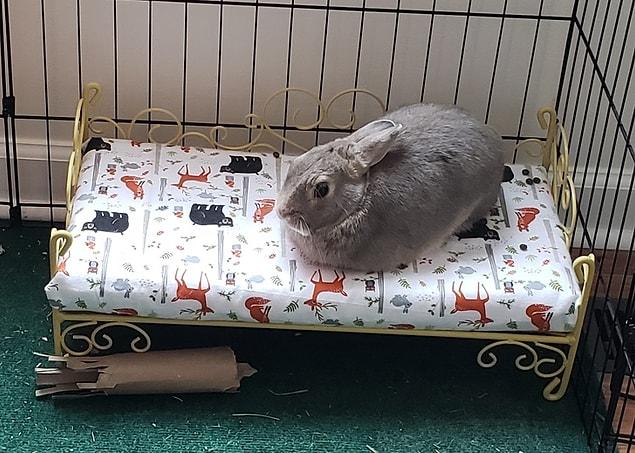 14. My daughter bought our rabbit a doll bed...”