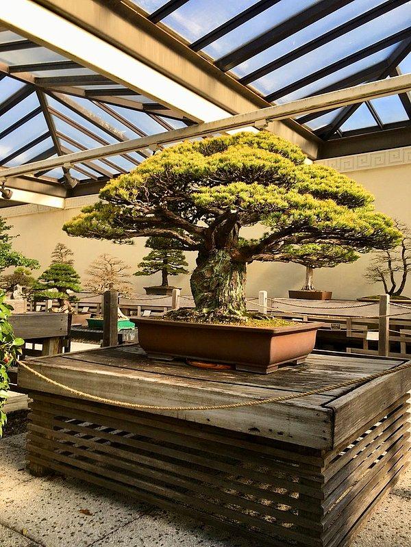 10. Hiroşima'ya yapılan atom bombası saldırısından sağ kurtulan 400 yaşındaki Bonsai ağacı: