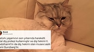 Minnoş Kedisinin Fotoğrafını ‘Bilmediğim Bir Şey Söyleyin’ Diyerek Paylaşan Fenomene Gelen Bilgi Dolu 22 Cevap