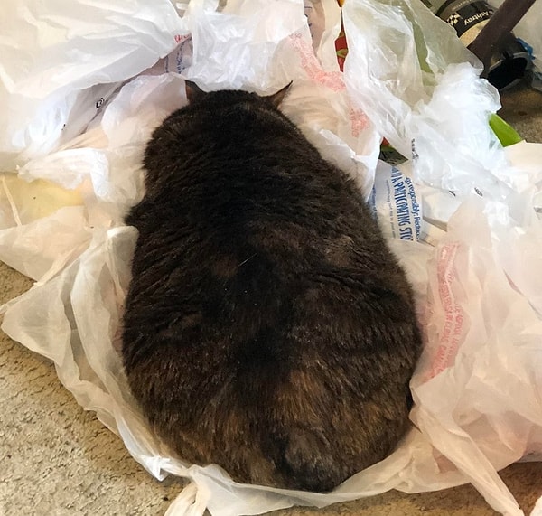 10. Этот кот собрал пакеты и устроил себе гнездо