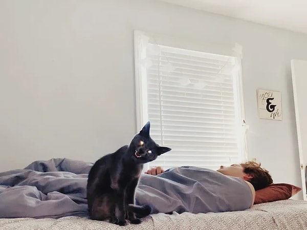 17. Пока хозяин спал, в кота вселилось оно