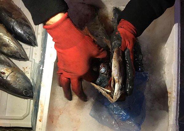 Detaylı aramada, bir kutudaki balıkların karnı yarılarak içine zulalanmış 55 gram kokain ele geçirildi.
