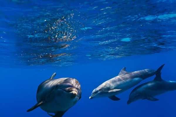 Ваше животное альтер-эго - дельфин, а эфирное масло - лимон