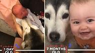 Doğduğu İlk Günden 1 Yaşına Kadar Beraber Büyüdüğü Köpekle Sevimlilik Patlaması Yaşayan Ufaklık
