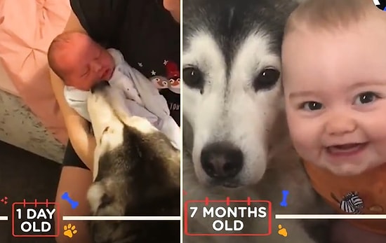 Doğduğu İlk Günden 1 Yaşına Kadar Beraber Büyüdüğü Köpekle Sevimlilik Patlaması Yaşayan Ufaklık