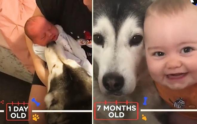Doğduğu İlk Günden 1 Yaşına Kadar Beraber Büyüdüğü Köpekle Sevimlilik Patlaması Yaşayan Ufaklık