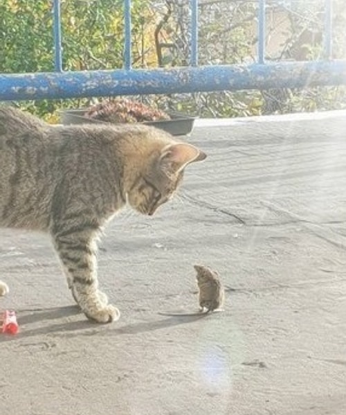 «Я взял Симбу, чтобы он охотился на мышей. А он вместо этого взял и подружился с мышкой»