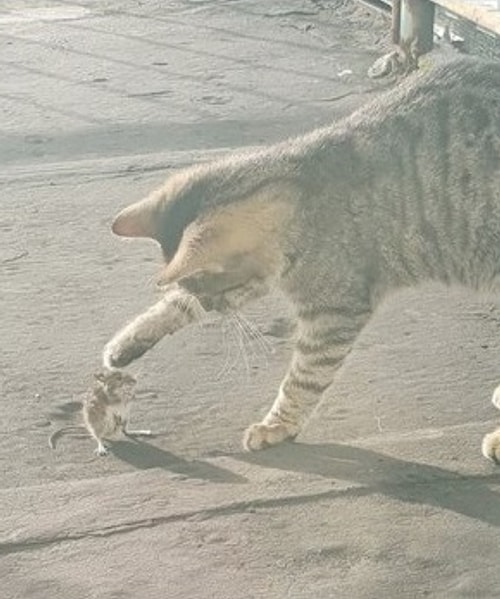 «Я взял Симбу, чтобы он охотился на мышей. А он вместо этого взял и подружился с мышкой»