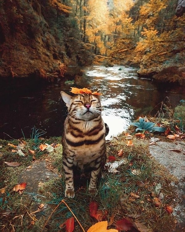 28. Эта кошка познала дзен, выйдя на природу