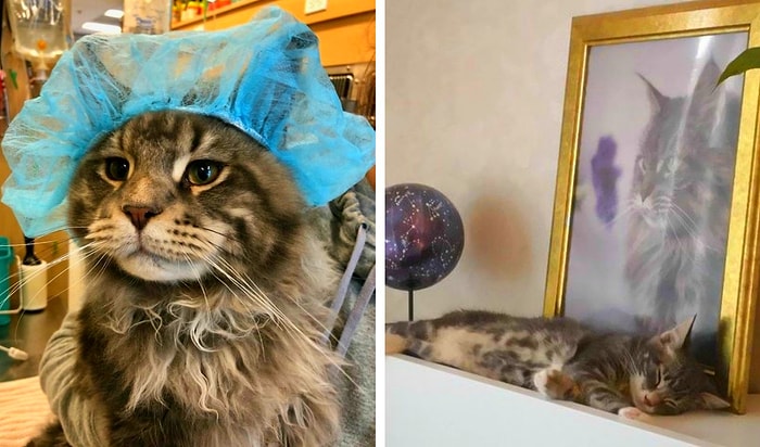 30 милых фото, которые докажут, что коты тоже могут быть «хорошими мальчиками»