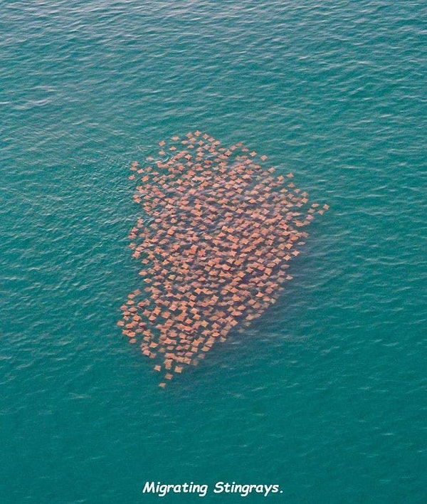 29. Редкое фото миграции офисных стикеров