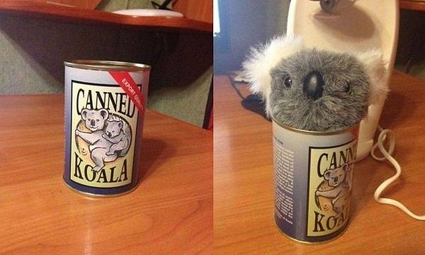 40. Консервированная коала: до чего техника дошла!