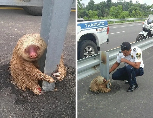 "A policeman noticed a sloth who was on a highway. He stopped and took it to a vet first and then returned it to its natural habitat."