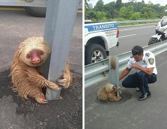 1. "A policeman noticed a sloth who was on a highway. He stopped and took it to a vet first and then returned it to its natural habitat."