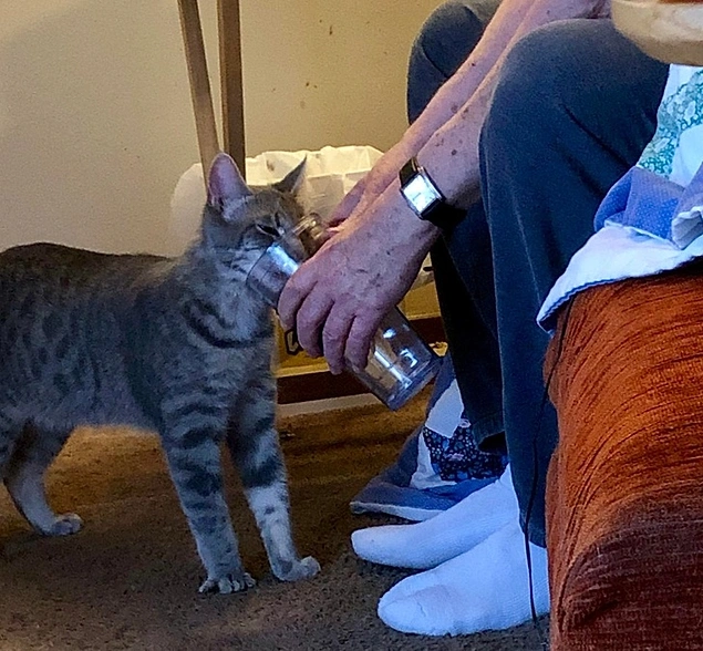 "“My dad’s rescue cat wasn’t properly weaned and was very neglected. The only way he will drink water is if my dad holds the cup. He does this multiple times per day.”