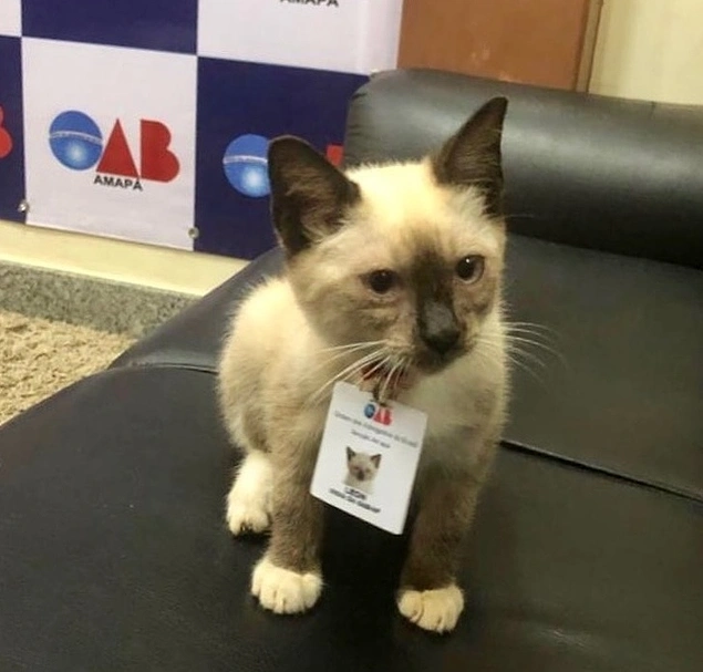 "This kitten came to the office of a Brazilian Attorney’s Association on a rainy day. They didn’t just take him in and gave him food, but they also accepted him as an honorary worker. His name is Leon."