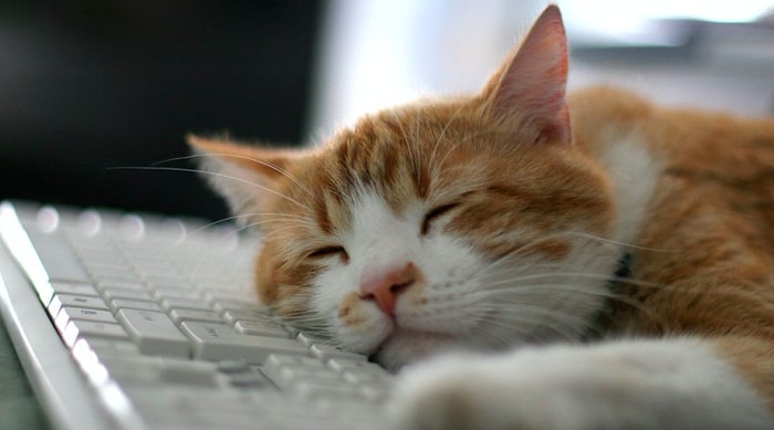 Тест: Если вы сможете дать правильные ответы на все вопросы в этом тесте о кошках, то вы явно знаете этих особенных животных