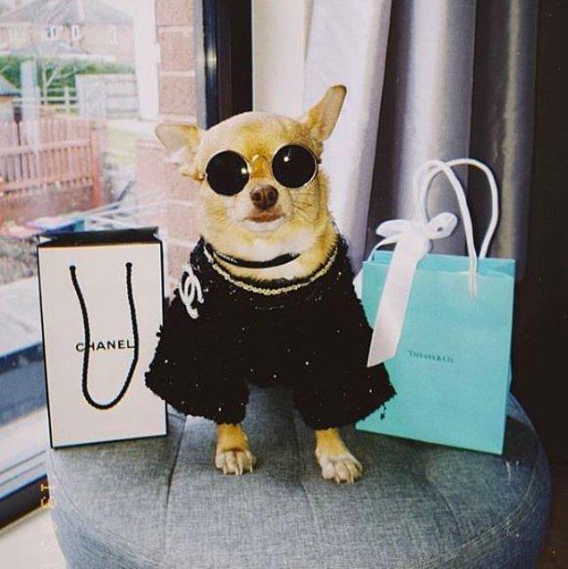 2. Bu minik dostlarımız Instagram'ın en zengin köpekleri!