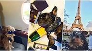 Özel Jetlerden Havuz Partilerine Dünyada Cenneti Yaşayan Instagram'ın En Zengin Köpekleri