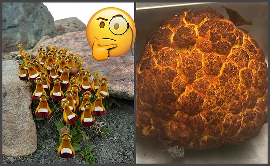 Фотографии вещей, которые на самом деле являются не тем, чем кажутся