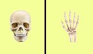 Анатомический тест: Как хорошо вы знакомы с собственным скелетом?