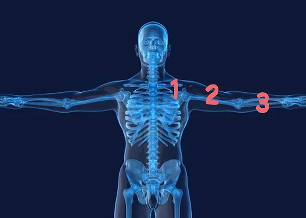 9. Под какой цифрой находится плечевая кость?