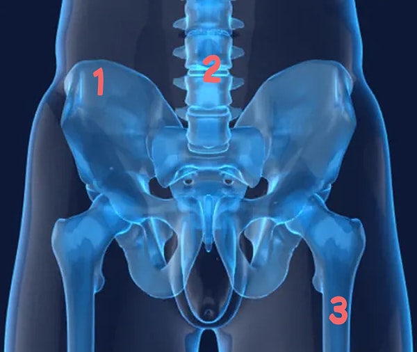 12. И, наконец, где находится подвздошная кость?