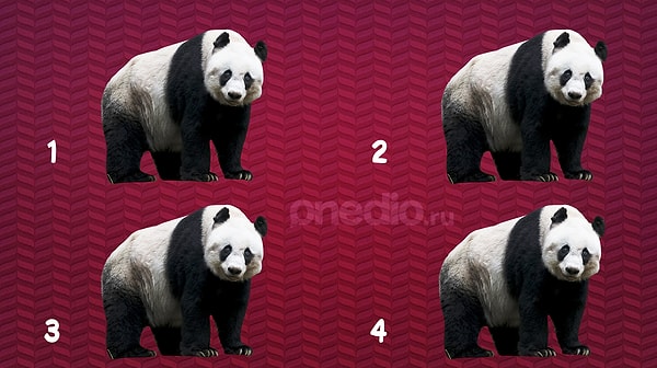 3. Видите деталь, которая отличает одну из панд от других?