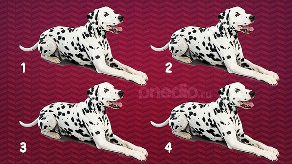 6. Продолжаем, что насчет этого милого далматинца?