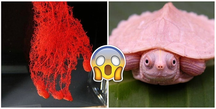 23 классных фотографий, которые за несколько минут изменят ваш взгляд на этот мир