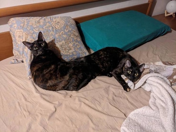 12. Котокот :)