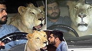 Arabanın Arka Koltuğunda Seyahat Eden ve Sahipleriyle Yürüyüşe Çıkan Minik Kedi Ruhlu Dev Aslan