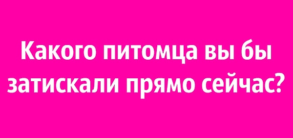 6. Какого питомца вы бы затискали прямо сейчас?
