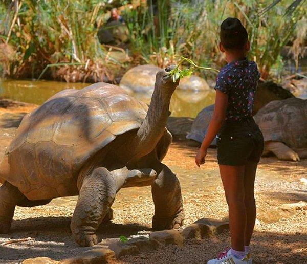 8. Dev Aldabra kaplumbağası, 255 yaşında.