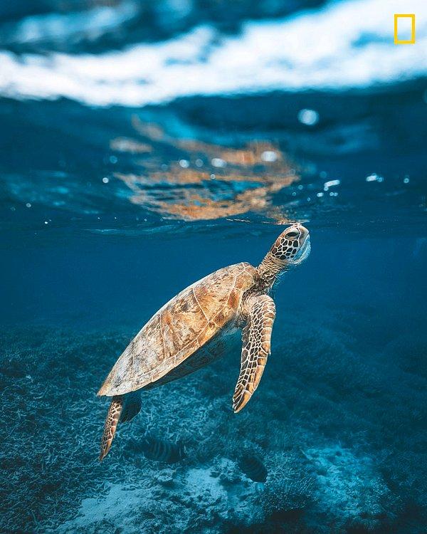 Büyük Bariyer Resifi'ndeki Heron Adası yakınında bir deniz kaplumbağasının yüzeye yaklaşıp nefes alışı, James Vodicka.