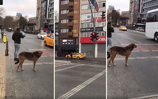 Yayaya Yanan Kırmızı Işığa Aldırmadan Geçen İnsanlar ve Yeşil Işığın Yanmasını Bekleyen Köpek