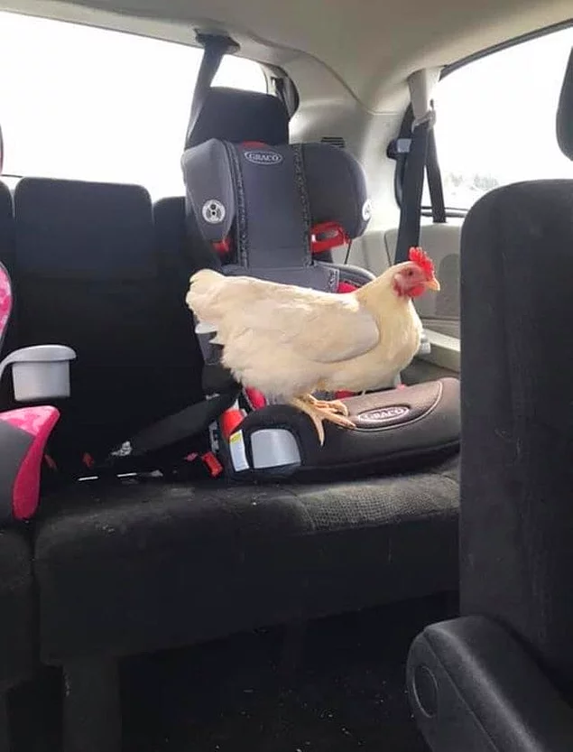 "Эта курица давно пыталась пробраться в машину. Наконец ей это удалось"