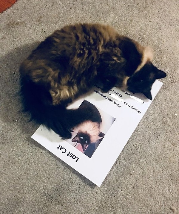 12. "Мой кот пропал, а вернулся после того, как я напечатал эти дорогие афиши"