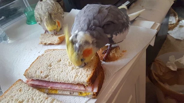"Я ему дал хлеб, на котором он стоит. А ест он мой сендвич"