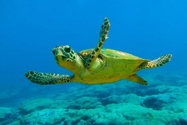 5. Где морская черепаха откладывает яйца?