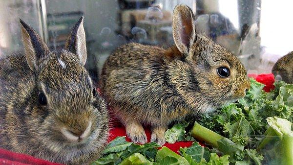 10. Avusturalya ekosistemine yanlışlıkla tavşan ırkını katan avcı