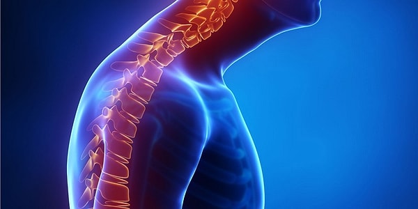11. Гибкость позвоночнику придают мышцы.